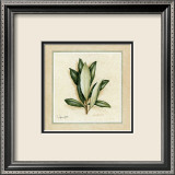 Herbes I