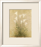 Calla Lilies