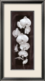 Orchid Opulence II
