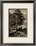 Wild Pine