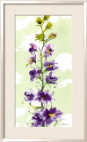 Delphinium