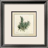 Herbes II