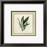 Herbes IV