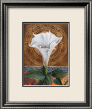 Angel's Trumpet
