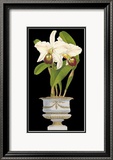 Orchids in Silver II