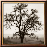 Country Oak Tree