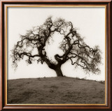 Hillside Oak Tree