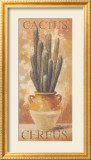 Cereus