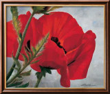 Red Poppy