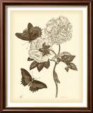 Nature Study in Sepia IV