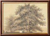 American Sycamore
