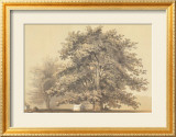 American Sycamore