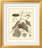 Nature Study in Sepia III