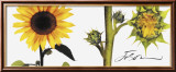Helianthus