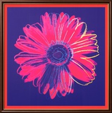 Daisy  c1982 (Blue and Red)