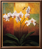Orchids