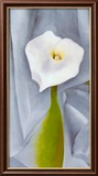 Calla Lilly On Grey