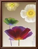 Poppy Suite I