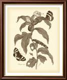 Nature Study in Sepia I