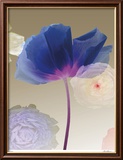 Poppy Suite II