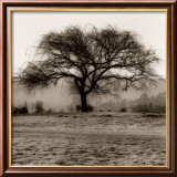 Willow Tree
