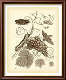 Nature Study in Sepia III