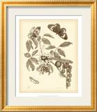 Nature Study in Sepia II