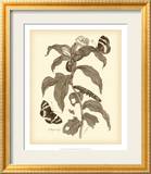 Nature Study in Sepia I