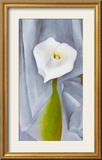 Calla Lilly On Grey