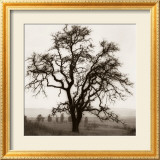 Country Oak Tree