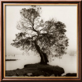 Coast Oak Tree