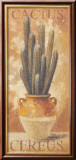 Cereus