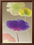 Poppy Suite III