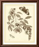 Nature Study in Sepia II