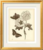 Nature Study in Sepia IV