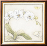 White Orchid
