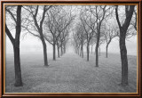 Tunnel of Trees