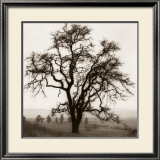 Country Oak Tree