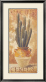 Cereus