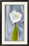 Calla Lilly On Grey