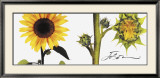 Helianthus