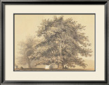 American Sycamore