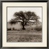Willow Tree