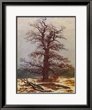 Oak in the Snow