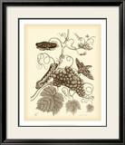Nature Study in Sepia III