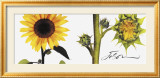 Helianthus