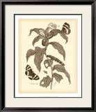 Nature Study in Sepia I