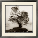 Coast Oak Tree