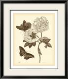 Nature Study in Sepia IV