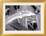 After the Rain II